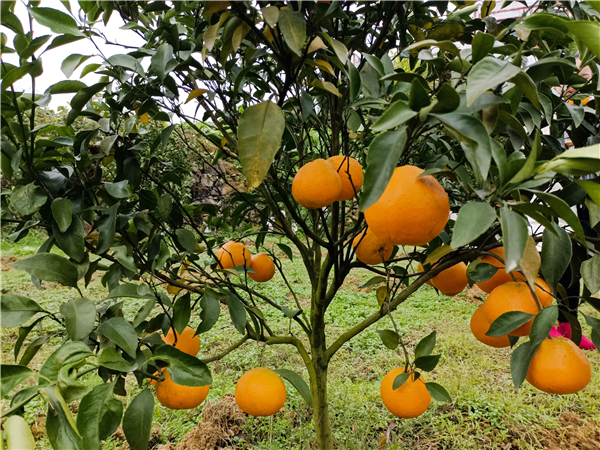 柑橘挂满枝头。.png