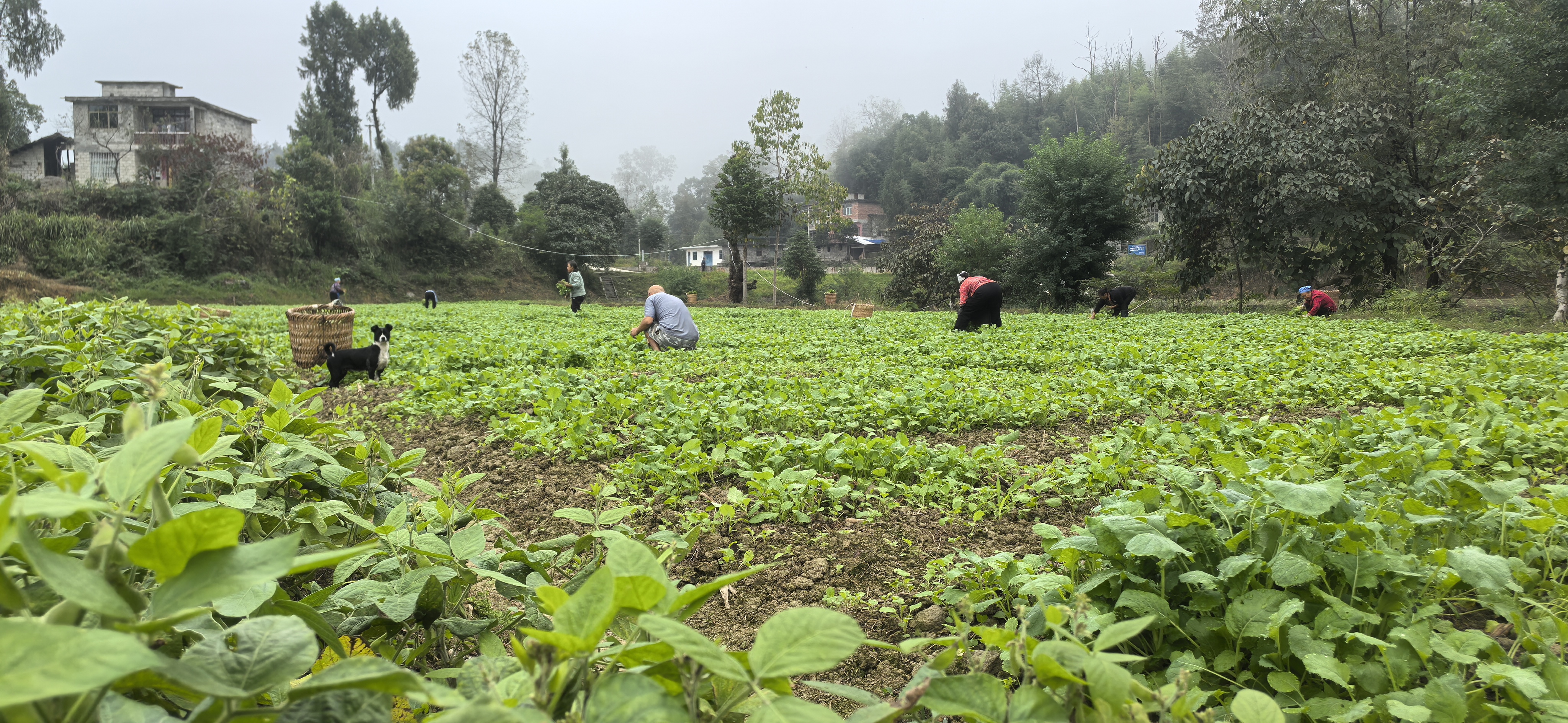 组图 | 潮砥镇：雨后油菜移栽忙