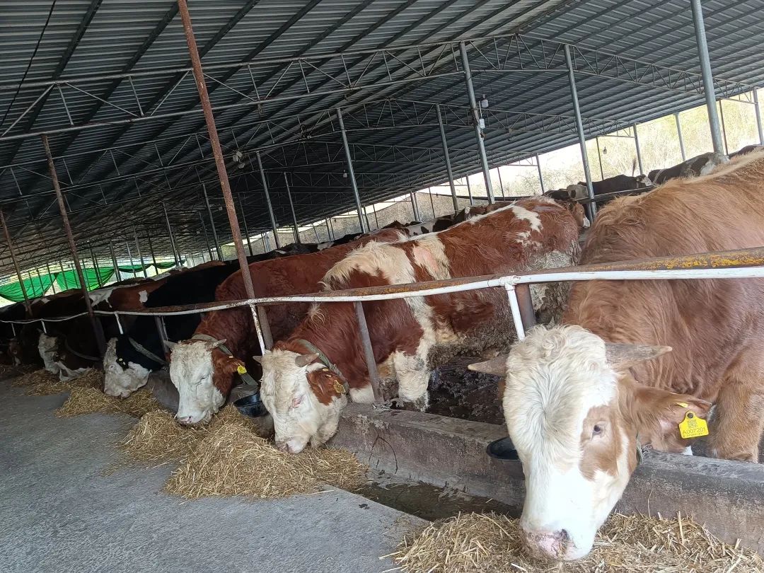桶井乡：支部带动发展牛产业，让群众日子“牛”起来