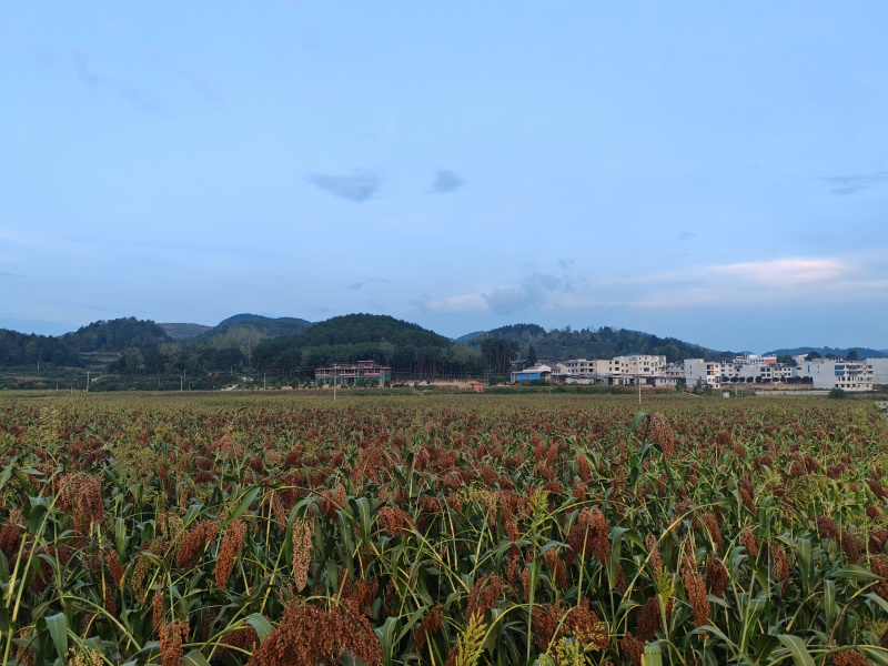 合兴镇：千亩高粱红满天，映出秋收好“丰”景