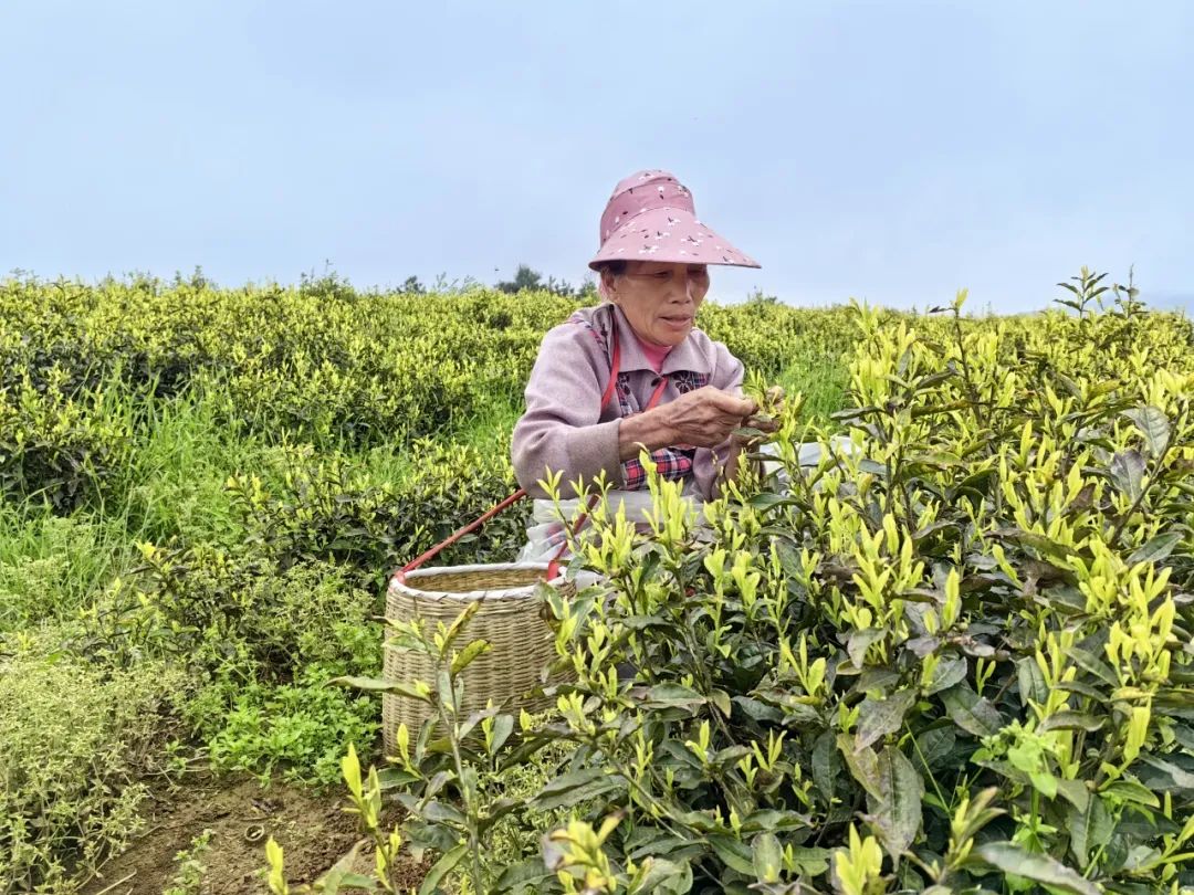泉口镇：“三变法”做实产业发展之茶叶篇
