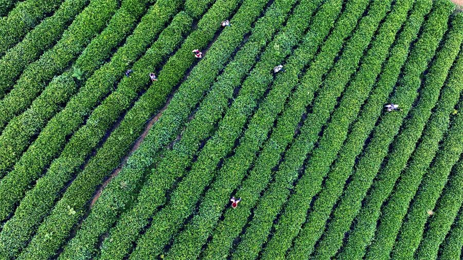 组图丨德江：夏秋茶采摘加工忙 漫山绿叶变金叶