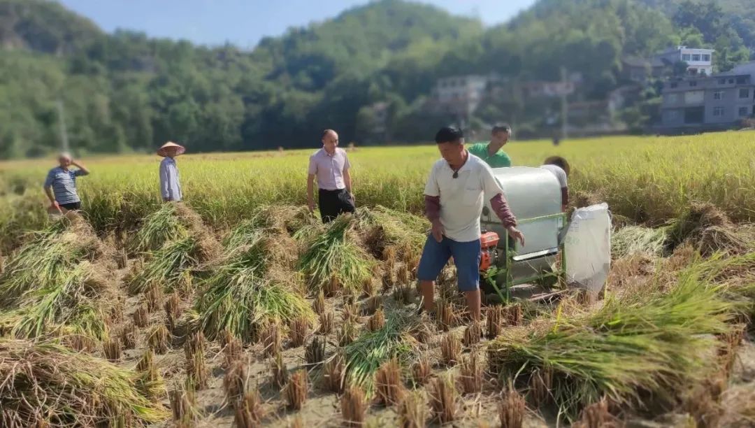 长堡镇水稻迎丰收