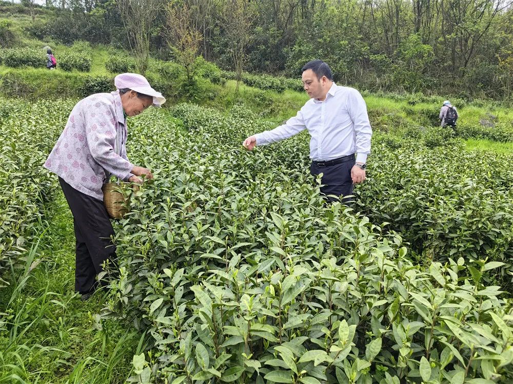 学习贯彻党的二十届三中全会精神 | 复兴镇：党建引领谋发展 强村富民促振兴